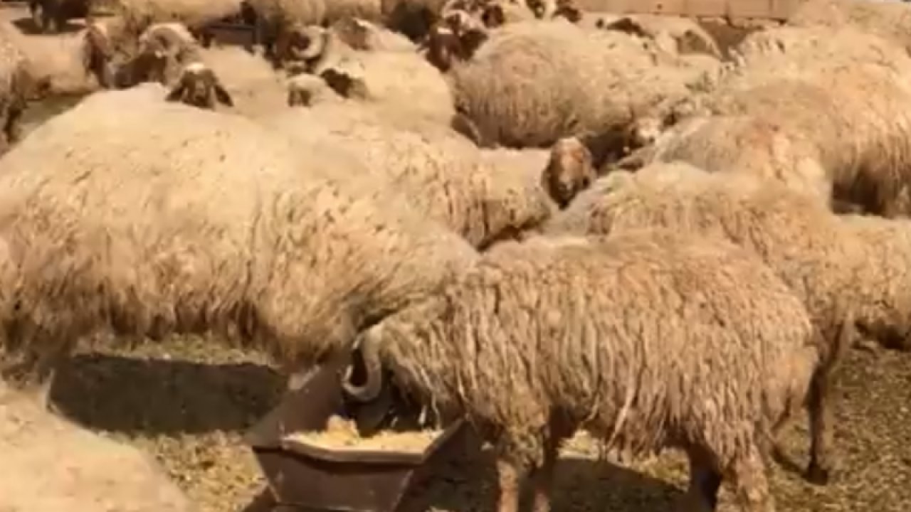 Yok Artık! Şanlıurfa’da 17 koyun gözaltına alındı iddiası...Video Haber
