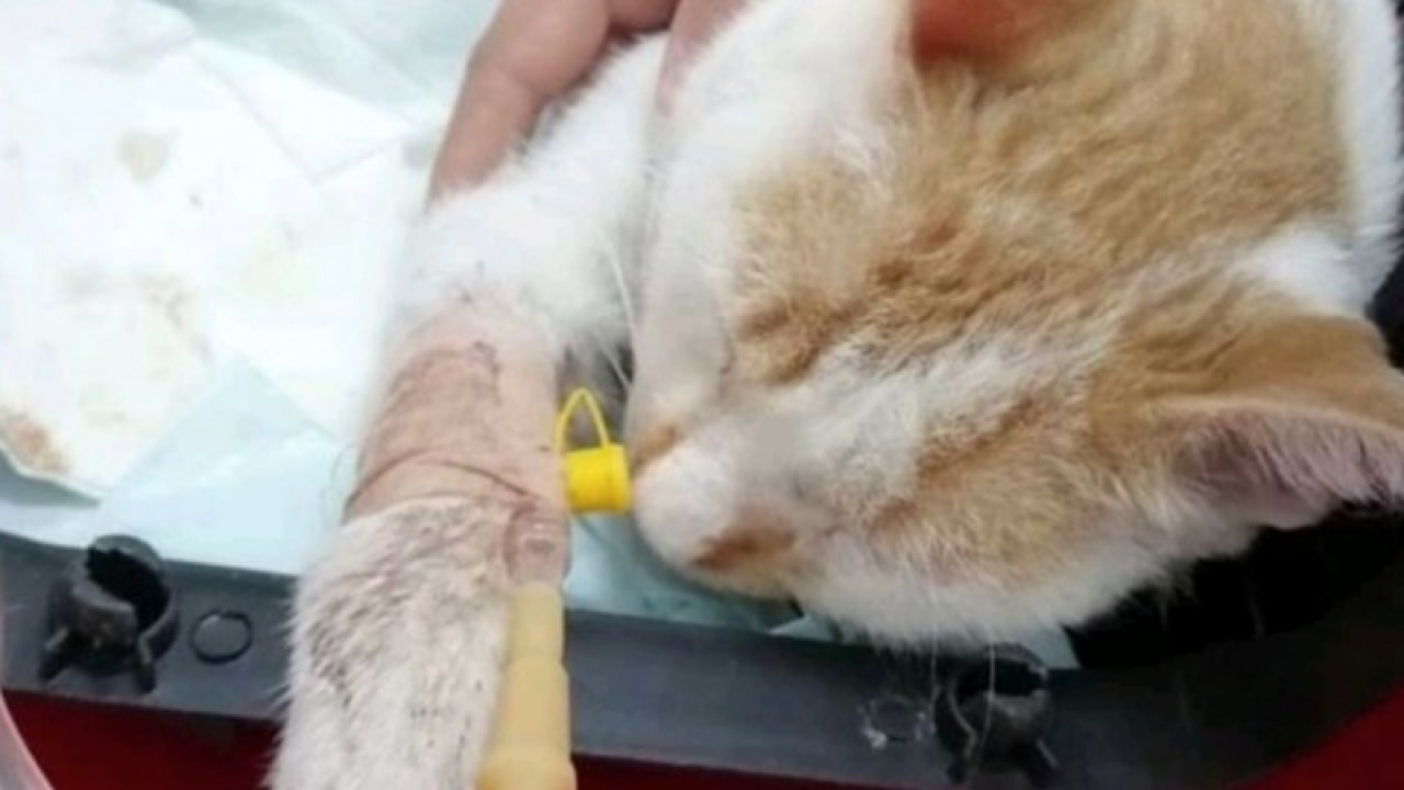 Gaziantep'te kediye acımasızca işkence yaptığı iddia edilen zanlı yakalandı