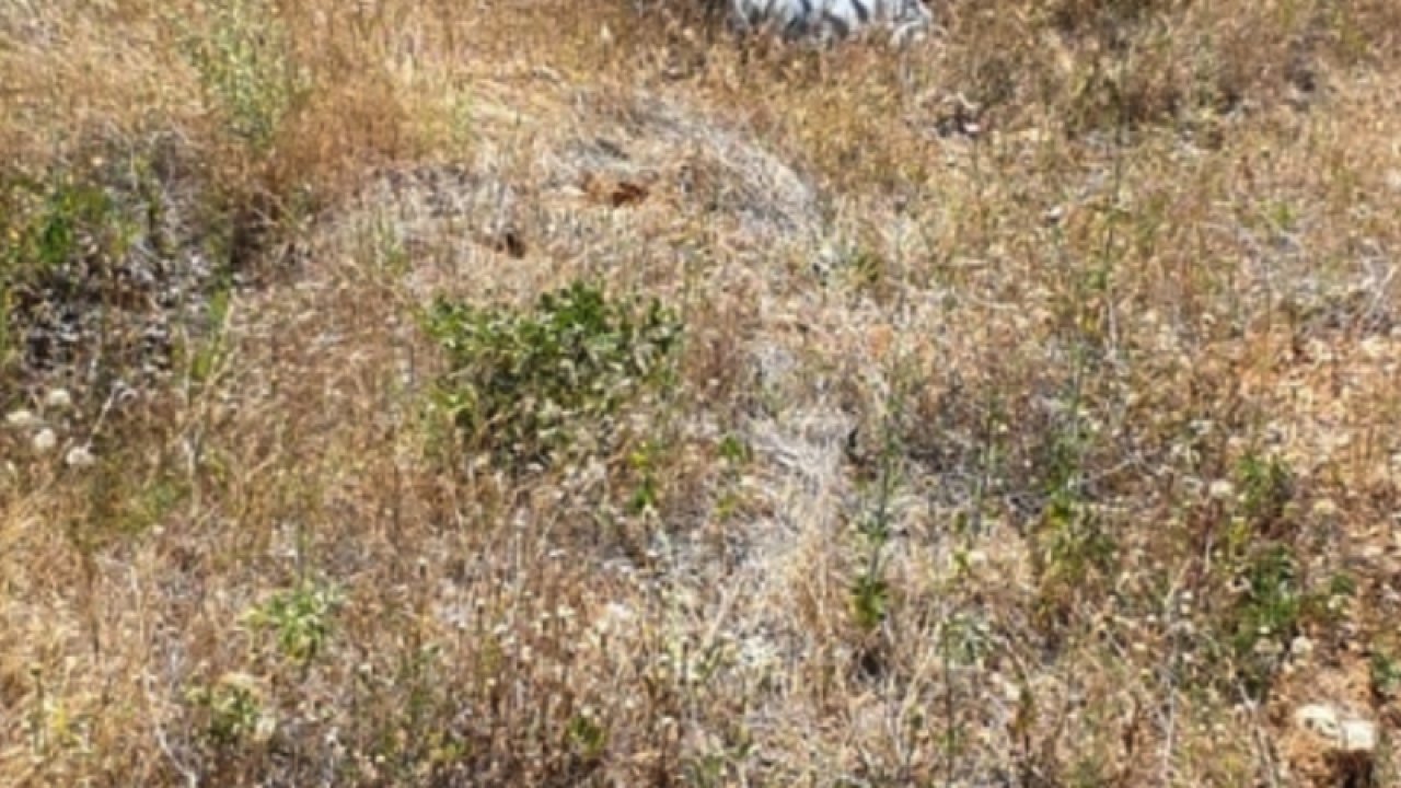 Gaziantep’te hayvanları otlatmaya giden çoban ölü bulundu