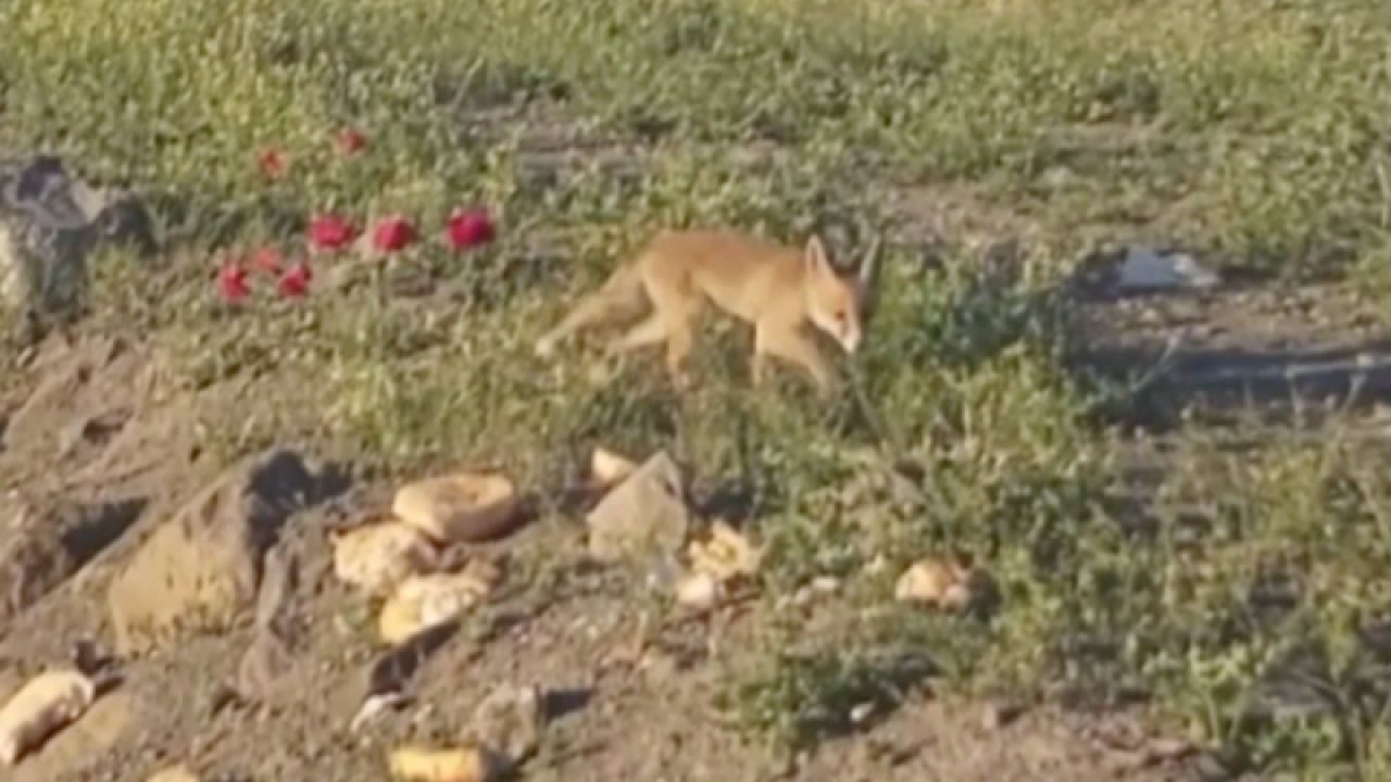 Gaziantep'te hayvansever evinde baktığı tilki yavrusunu doğaya bıraktı