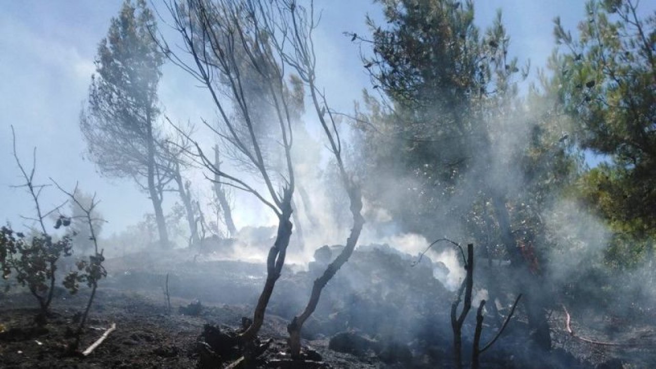 Gaziantep'te Ormanlık Alanda Korkutan Yangın!