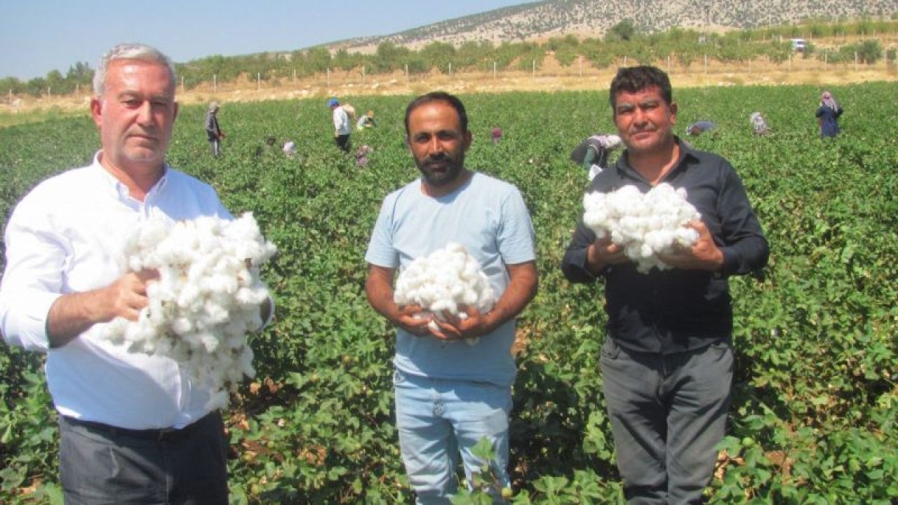 Gaziantep'in Araban ilçesinde pamuk hasadına başlandı.