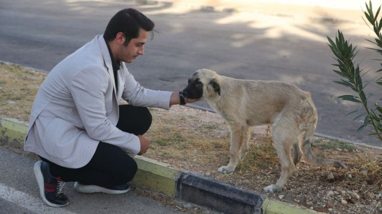 Gaziantep'te sahiplendiği 3 köpeğin ölümüne neden olan sürücülerden şikayetçi oldu