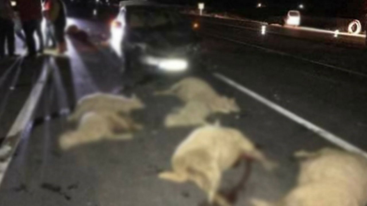 Gaziantep'te 30 koyunun telef olduğu trafik kazasında sürücü yakalandı