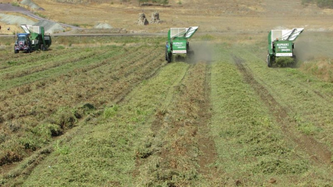 Gaziantep'te yer fıstığı hasadı başladı