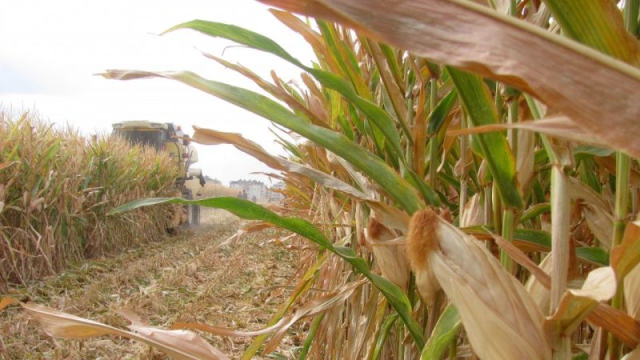 Gaziantep'te silajlık mısır hasadına başlandı