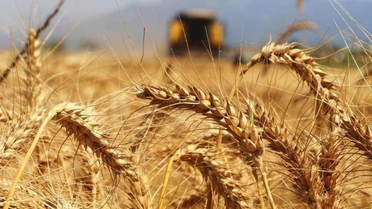 Tahıl Koridoru Anlaşması’nı Rusya İptal Etmişti! Buğday Fiyatları Artmıştı! Türkiye’nin İç Piyasasında Fiyat Artışı Olup Olmayacağı Netleşti!