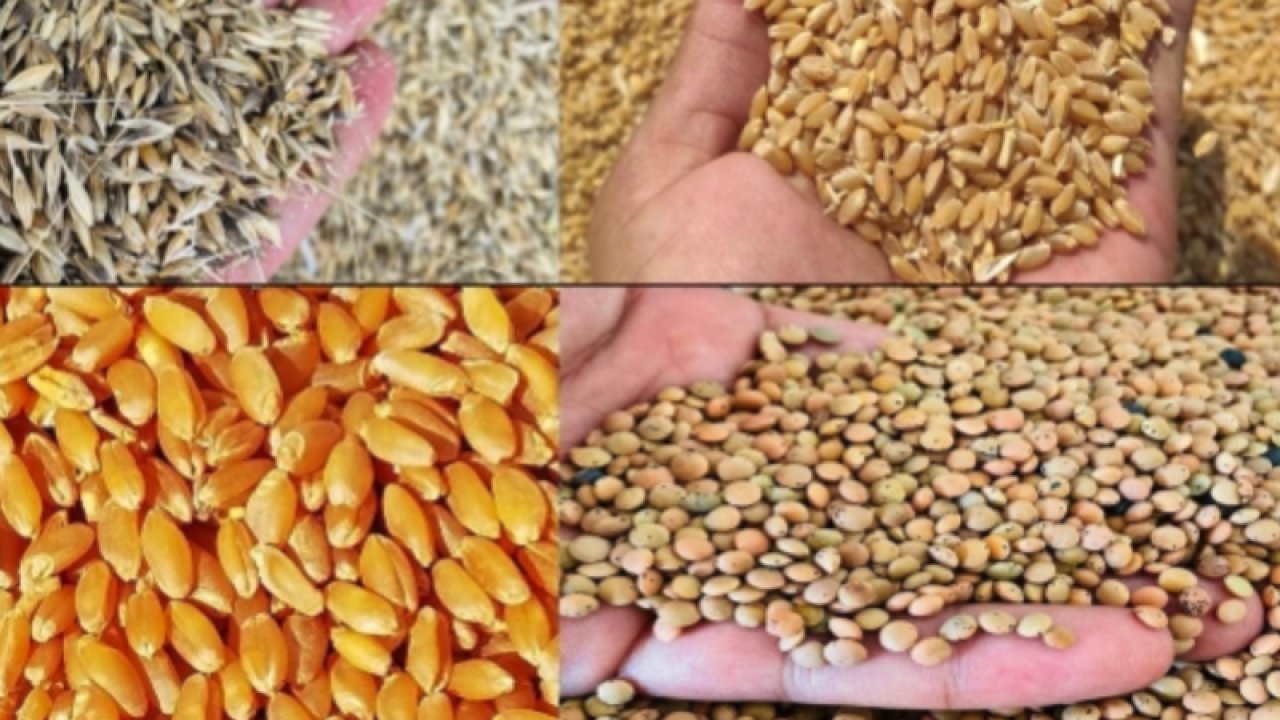 Gaziantep Ticaret Borsası mercimek, buğday, arpa, mısır fiyatlarını açıkladı... 3 Kasım 2022