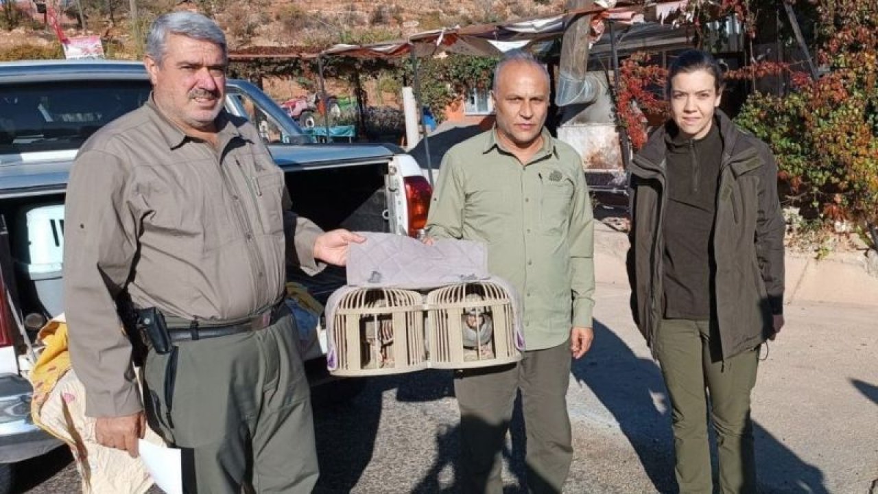 Kafes avcılarına göz açtırılmıyor. Yakalanan keklikler Gaziantep Keklik Üretim İstasyonuna gönderildi