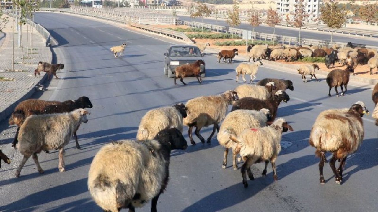 Gaziantep'te kara yolunda ilginç anlar! Yola inen koyun sürüsü, sürücülere zor anlar yaşattı
