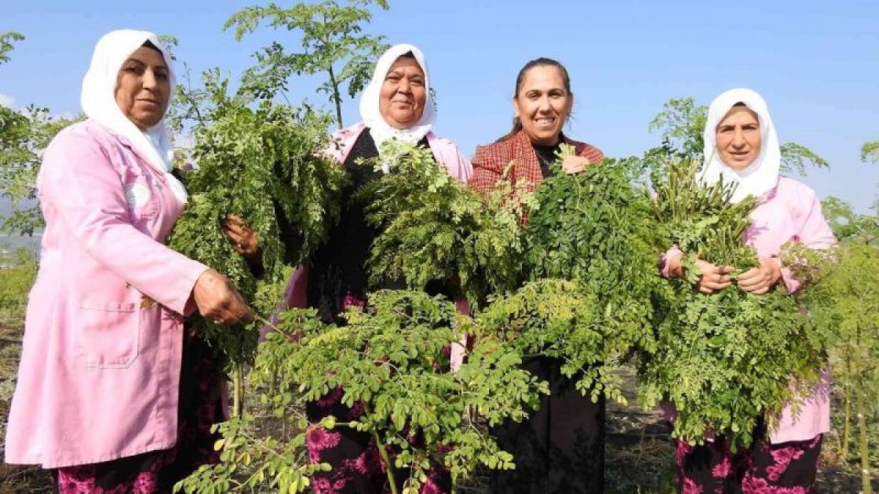 Cumhurbaşkanı’nın Gaziantep’teki kadınlarla buluşmasında bahsettiği ’moringa’ böyle üretiliyor