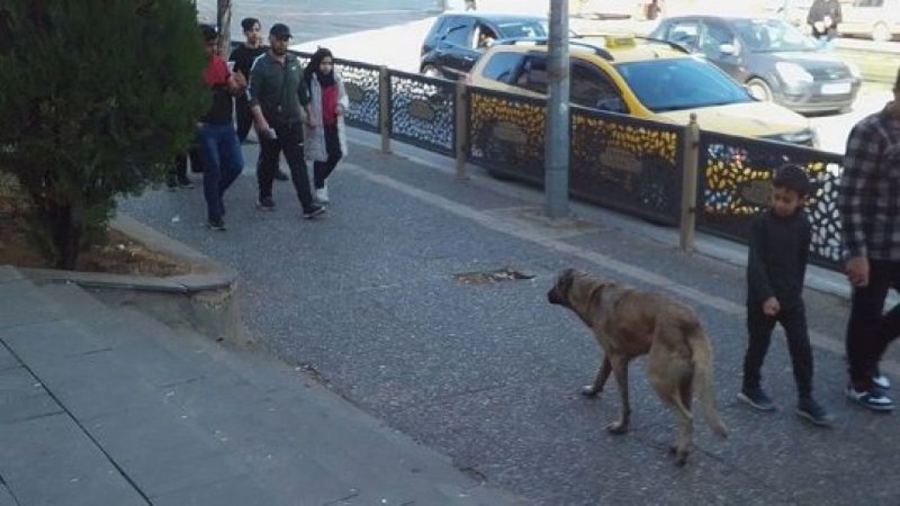 Gaziantep’te sokaklarda gezen başıboş köpeklerin sayısının artması vatandaşları endişelendiriyor....