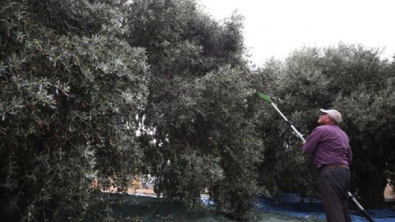GAZİANTEP'TE ZEYTİN YETİŞTİRİCİLERİ DİKKAT! Zeytin ağacı başı verimini 20 Kiloğram'dan , 200 Kiloğrama çıkartacak uygulama