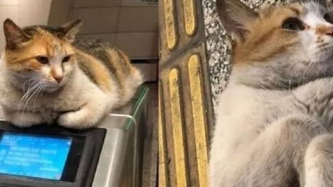 İstanbul’daki Vezneciler Metro Durağı’yla özdeşleşen kedi “Patates”ten acı haber geldi.... 'PATATES' yaşam mücadelesini kaybetti
