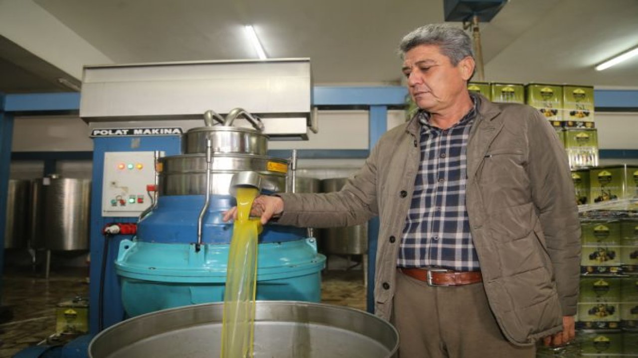 Türkiye'nin önemli zeytin üretim merkezlerinden Gaziantep'in Nizip ilçesinde hasat sürüyor