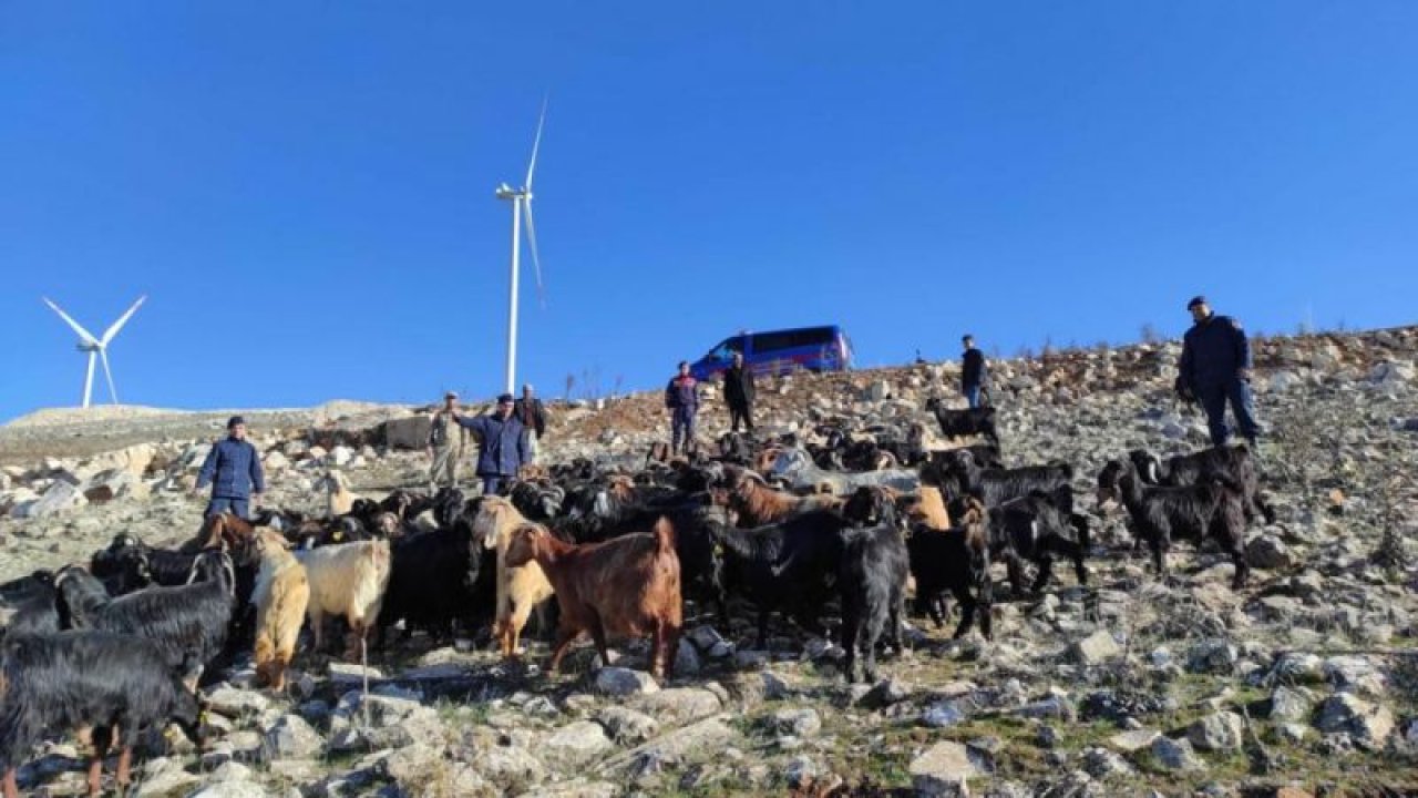 Gaziantep'te kaybolan 90 keçi jandarma ekipleri tarafından bulundu
