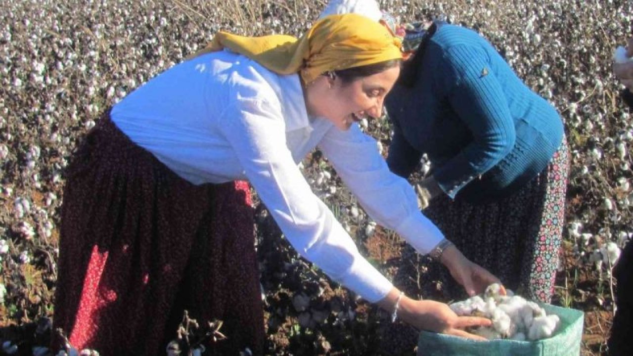 Gaziantep'te kadın kaymakam şalvar giyip pamuk topladı