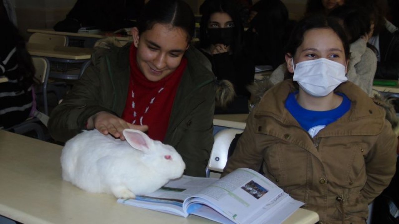 Gaziantep'te okuma saatinde öğrencilere tavşan "Pamuk" da katılıyor