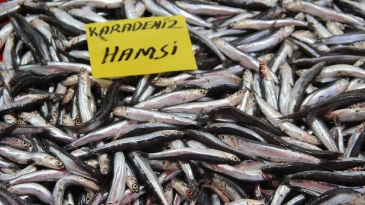 Gaziantep'te Hamsi Fiyatlarında Sürpriz! Bu Sene Hamsiye Doyacaksınız! Hamsiler Balık Severlerin Yüzünü Güldürdü!
