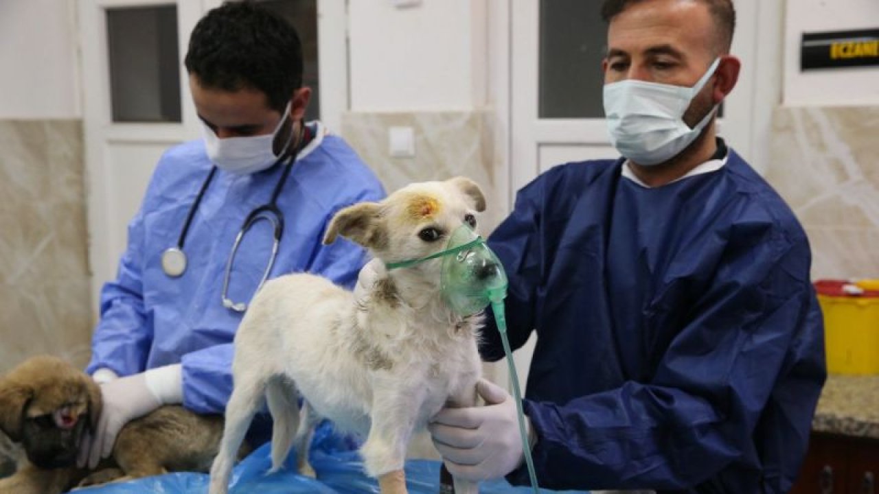 Depremde yaşamını yitiren ailenin köpeğine Gaziantep'te veterinerler bakacak