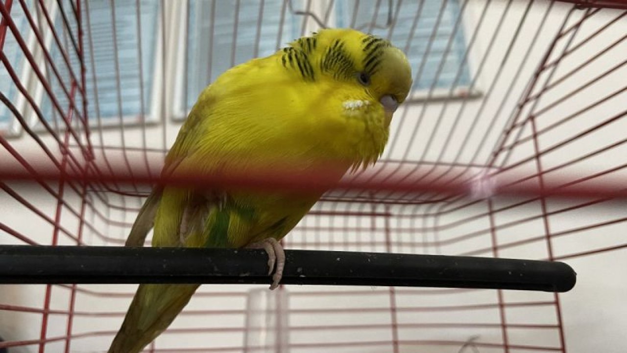Gaziantep'te depremden yaralı kurtarılan muhabbet kuşuna "Gazi" ismi verildi
