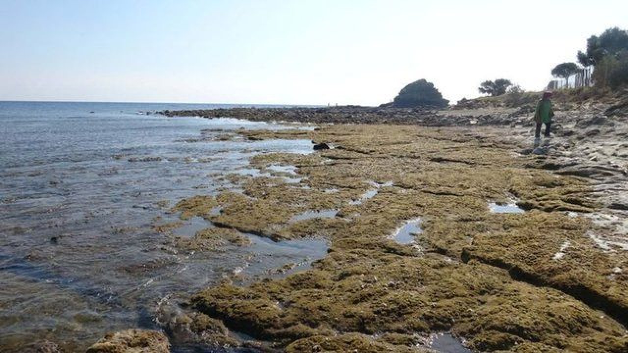 Mersin’de Denizin Çekilmesi Paniğe Neden Oldu! Uzman İsim Deniz Çekilmesinin Nedeni Açıkladı!