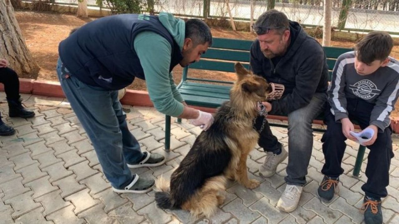 Gaziantep hayvan barınağı depremzede hayvanları sahipleniyor