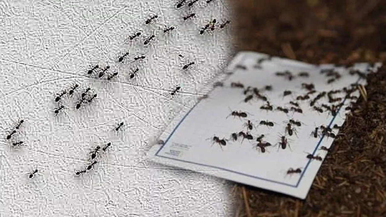 Evdeki Karıncalardan Tamamen Kurtulun! Bu Doğal Karışımlar İle Karıncalardan Kurtulmak Mümkün!