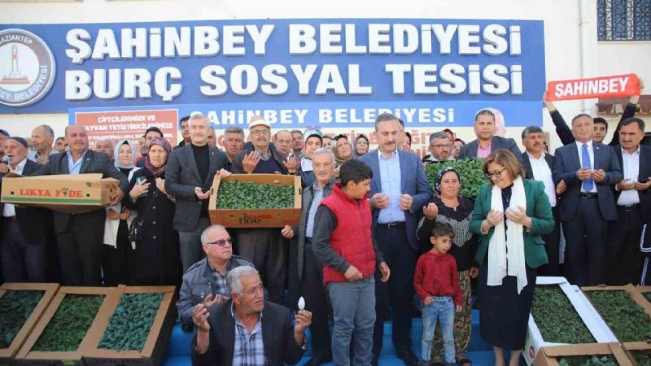 Şahinbey Belediyesi'nden çiftçilere büyük destek, 11 milyon 500 bin adet fide dağıtımı yapıldı