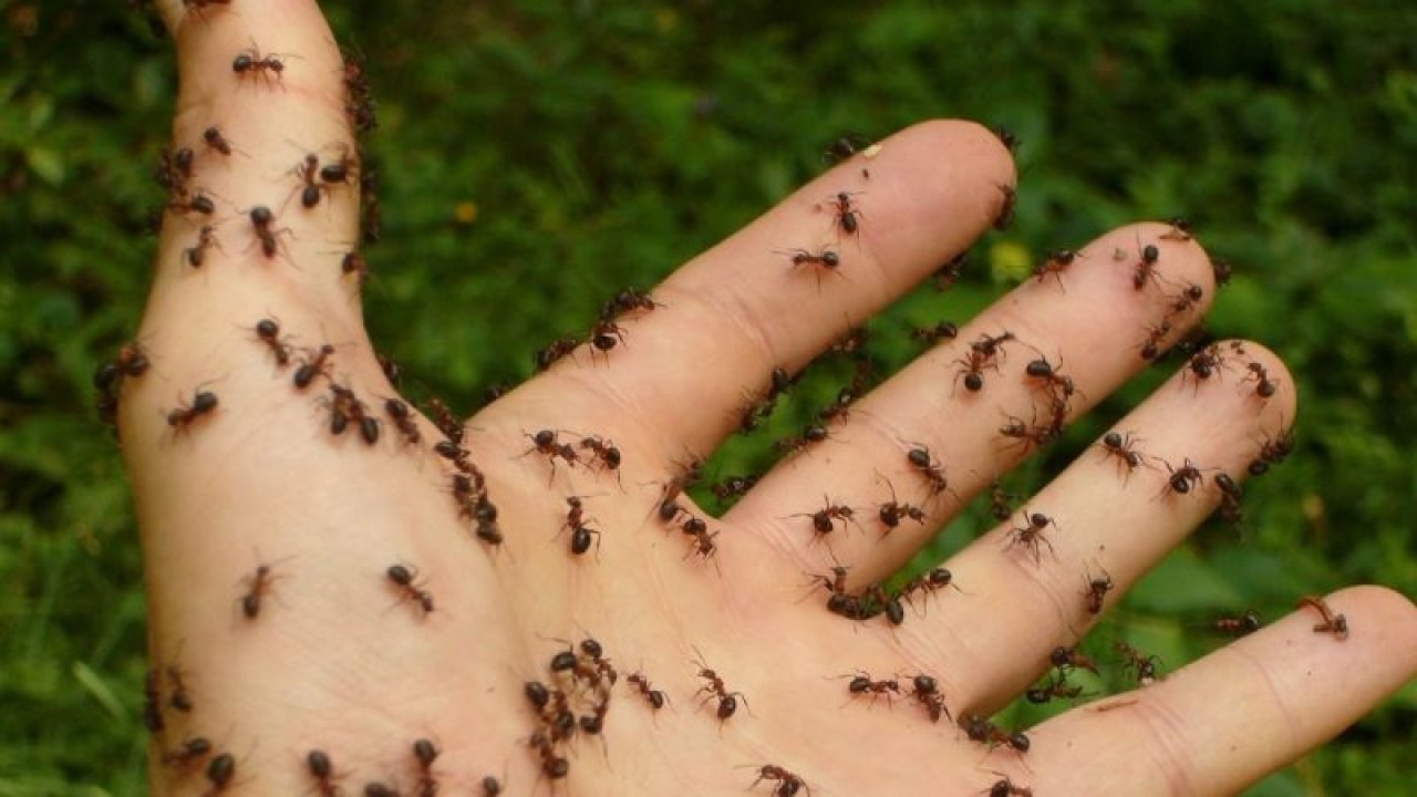 Evde, Bahçede Bulunan Karınca İstilasından Kurtulun! Uzmanlardan Tavsiyeler!