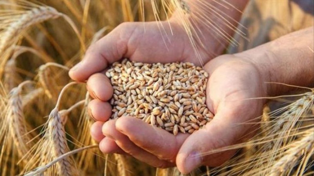 Gaziantep Ticaret Borsası 9 Mayıs 2023 Tarihli Ürün Fiyatlarını Açıkladı! Buğdayın Kilosu 6,80 TL'ye Geriledi!