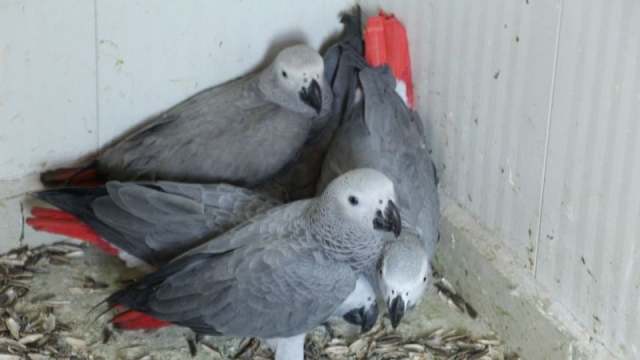 Şırnak'a yasa dışı yollarla getirilen 5 papağan Gaziantep Hayvanat Bahçesi'ne gönderilecek
