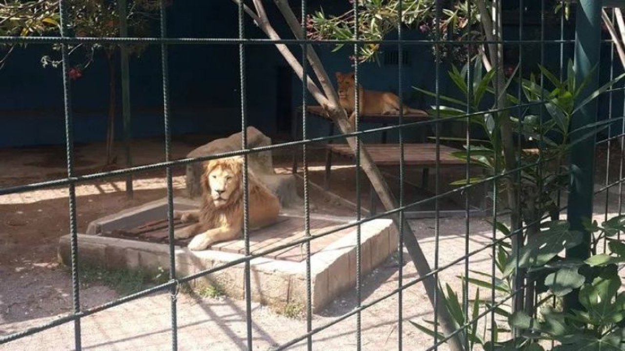 Aslan’ın kafesine selfie çekmek için girdiler! Aslan, 4 yaşındaki çocuğun saçlı derisine saldırdı!