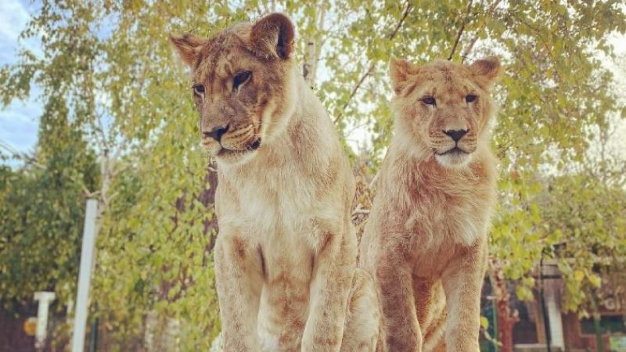 Hayvanat bahçesinde selfie dehşeti: Aslan çocuğa saldırdı