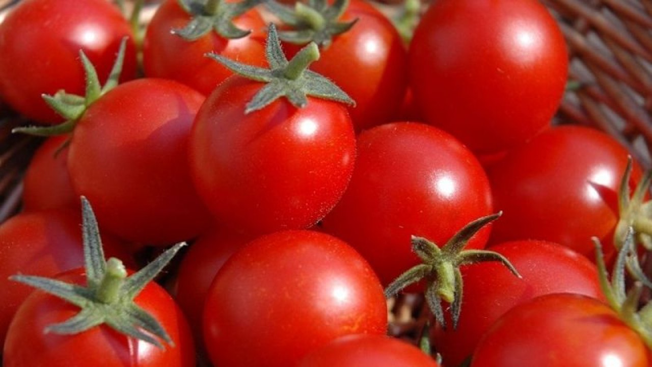 Vitamin deposu domates, kalp sağlığına iyi geliyor, kanserden koruyor!