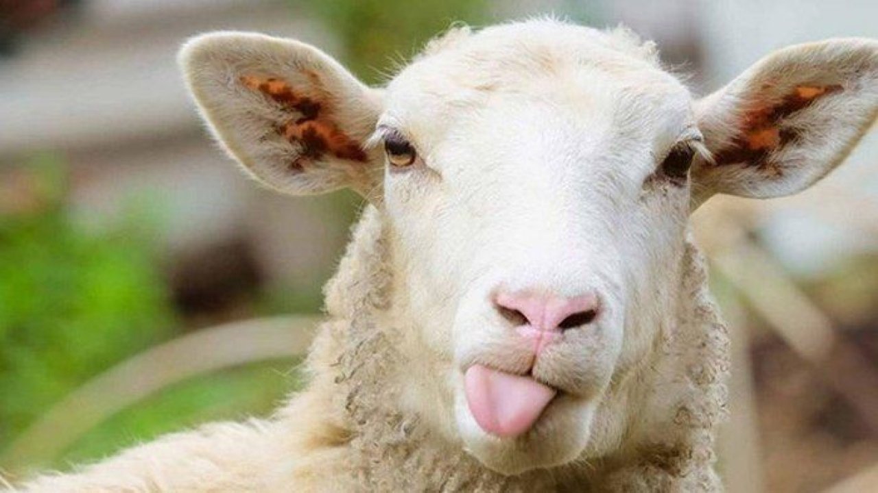 GAZİANTEP KURBAN FİYATLARI! Gaziantep Kırmızı Et Üreticileri Birliği duyurdu 2023 kurbanlık fiyatları resmen belli oldu! Tosun, düve, inek, koyun...