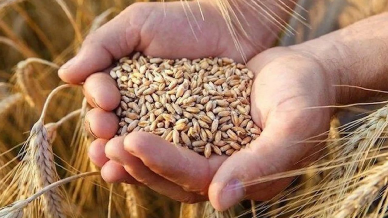 Buğday ve Arpa alım fiyatları açıklandı. Gaziantep'te buğdayda ton başına 8 bin 250 TL, arpada ise 7 bin TL olarak belirlendi
