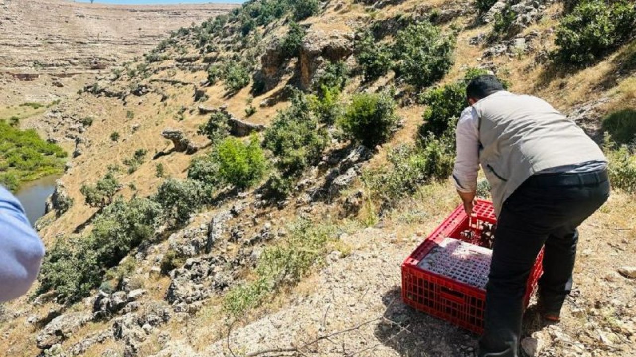 Gaziantep Erikçe Kınalı Keklik Üretme İstasyonu'ndan getirilen 300 kınalı keklik Şırnak'ta doğaya bırakıldı