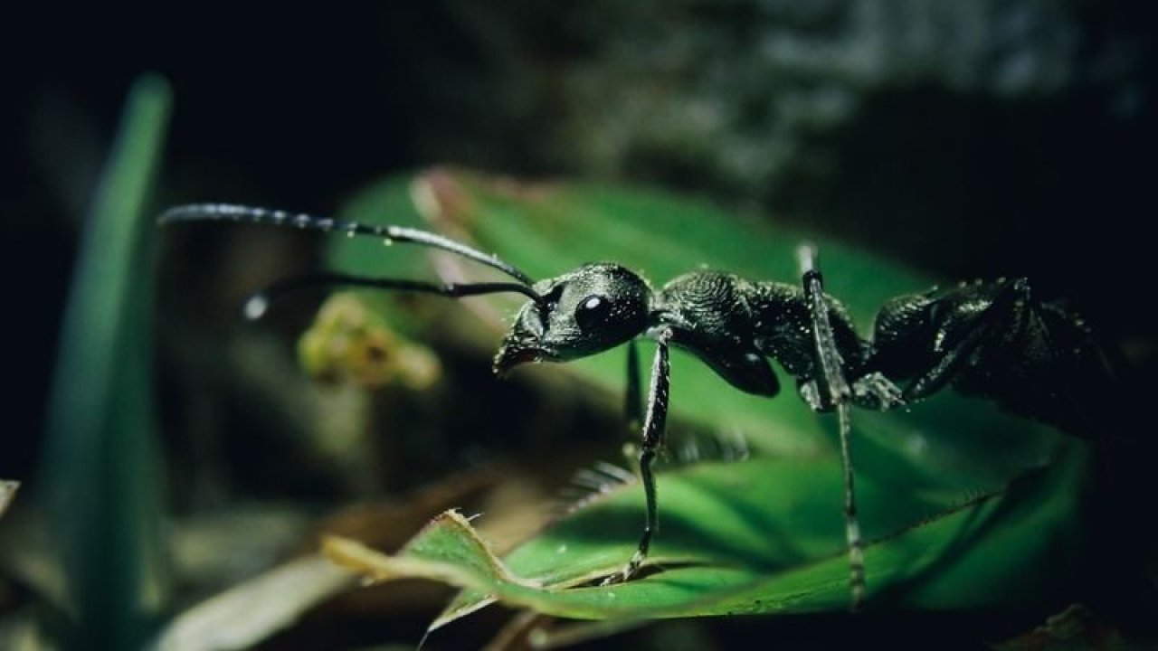 Karıncaları, böcekleri ve hamamböceklerini evden uzak tutan en etkili yol