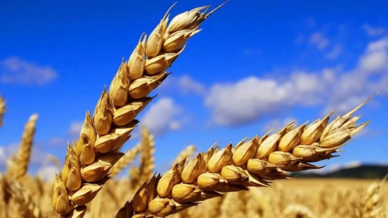 21 Haziran 2023 Gaziantep Ticaret Odası buğday fiyatlarını güncelledi! 1 TL'yi aşan zam resmen duyuruldu!