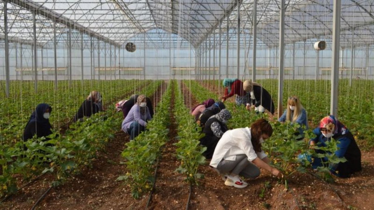 Gaziantep'te 600 kadın çiftçiye tarım eğitimi verildi