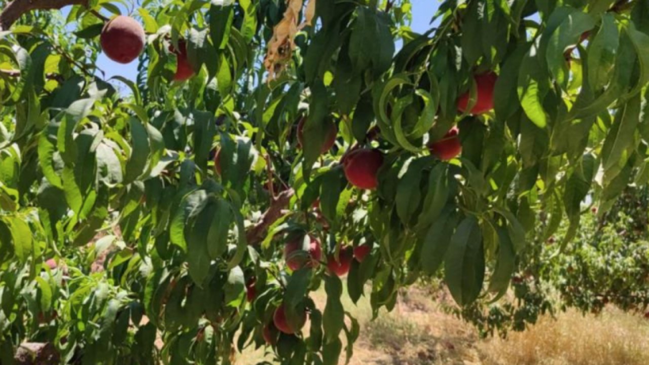 Gaziantep'te şeftali sevinci! Gaziantep'te 5 yıl önce dikilen şeftali ağaçları bu yıl yüksek rekolte ile çiftçinin yüzünü güldürdü.