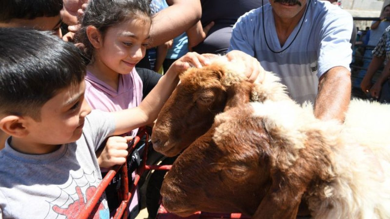 Gaziantep'te hayvan pazarında arife günü yoğunluğu yaşanıyor... Gaziantep'te Vatandaşlar Kurban Fiyatları'ndan yakınıyor