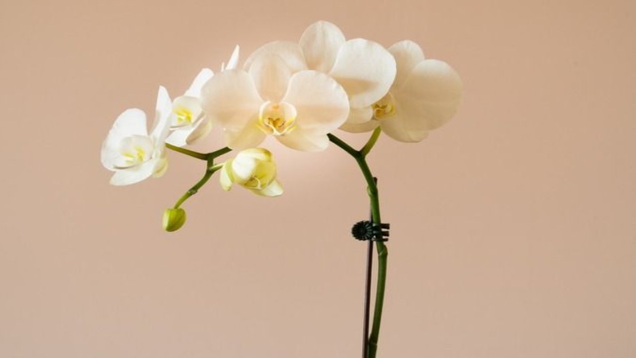 Bu teknikle orkideleriniz coşacak ve yılın tam 12 ayı çiçek açacak…