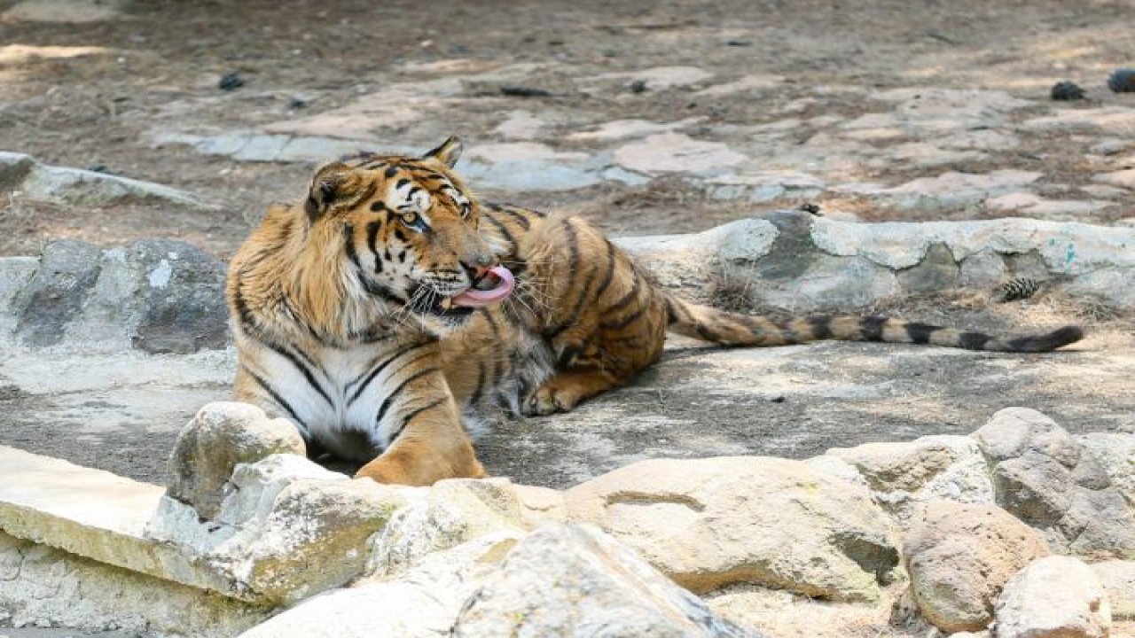 Gaziantep Hayvanat Bahçesi Kurban Bayramı'nda Rekor Kırdı! 62 bin ziyaretçiyi ağırladı