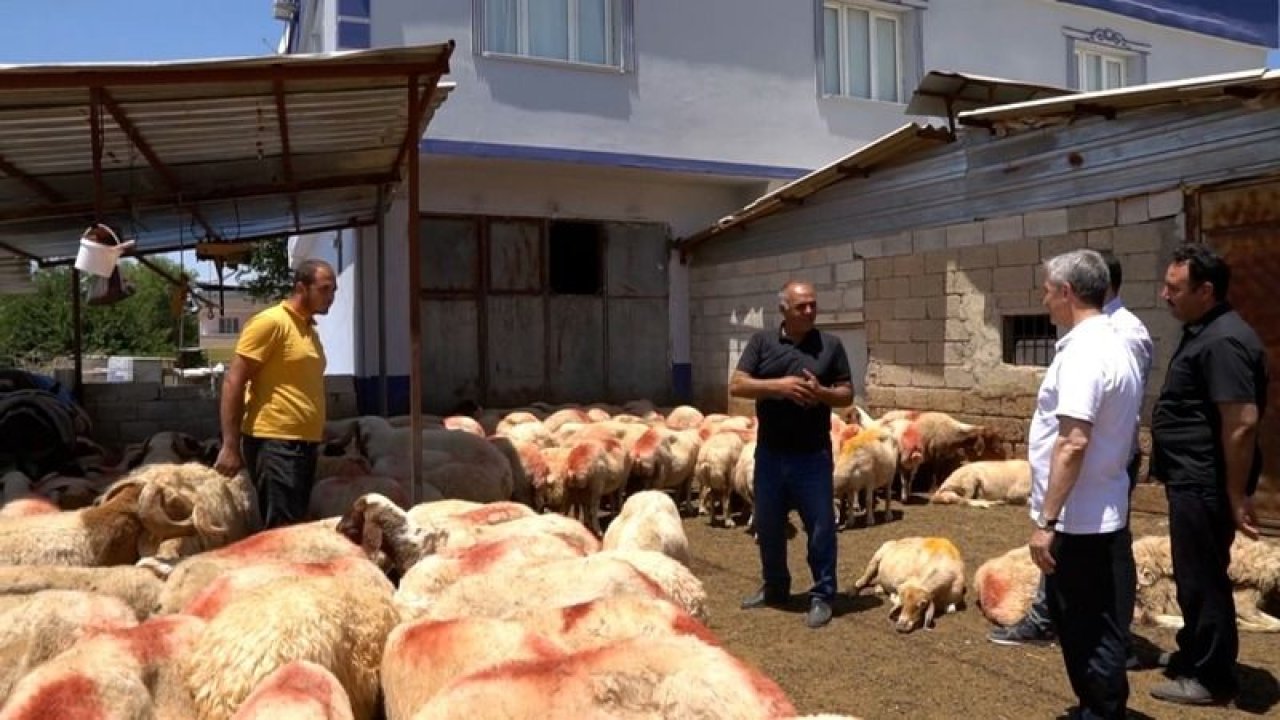 Şahinbey Belediyesi’nin destekleri ile hayvancılık gelişiyor