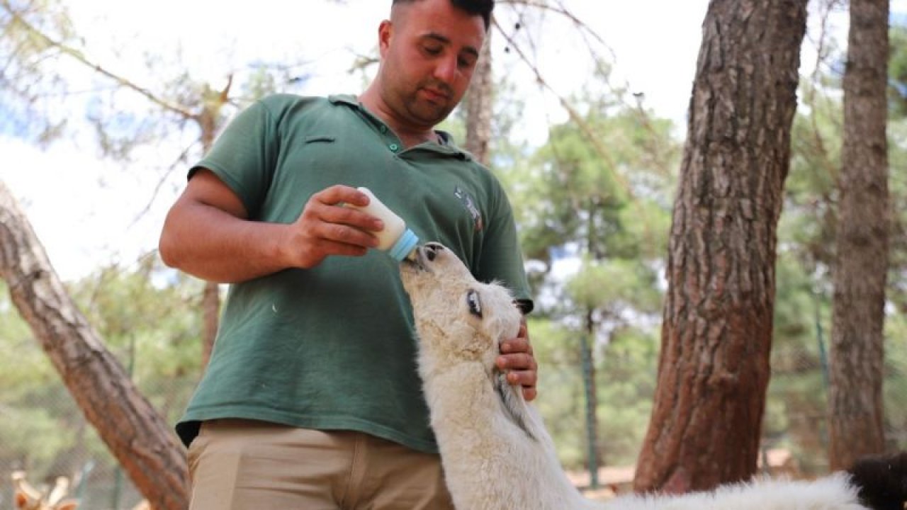 Gaziantep Hayvanat Bahçesinde annesi tarafından terk edilen lamaya bakıcıları sahip çıktı