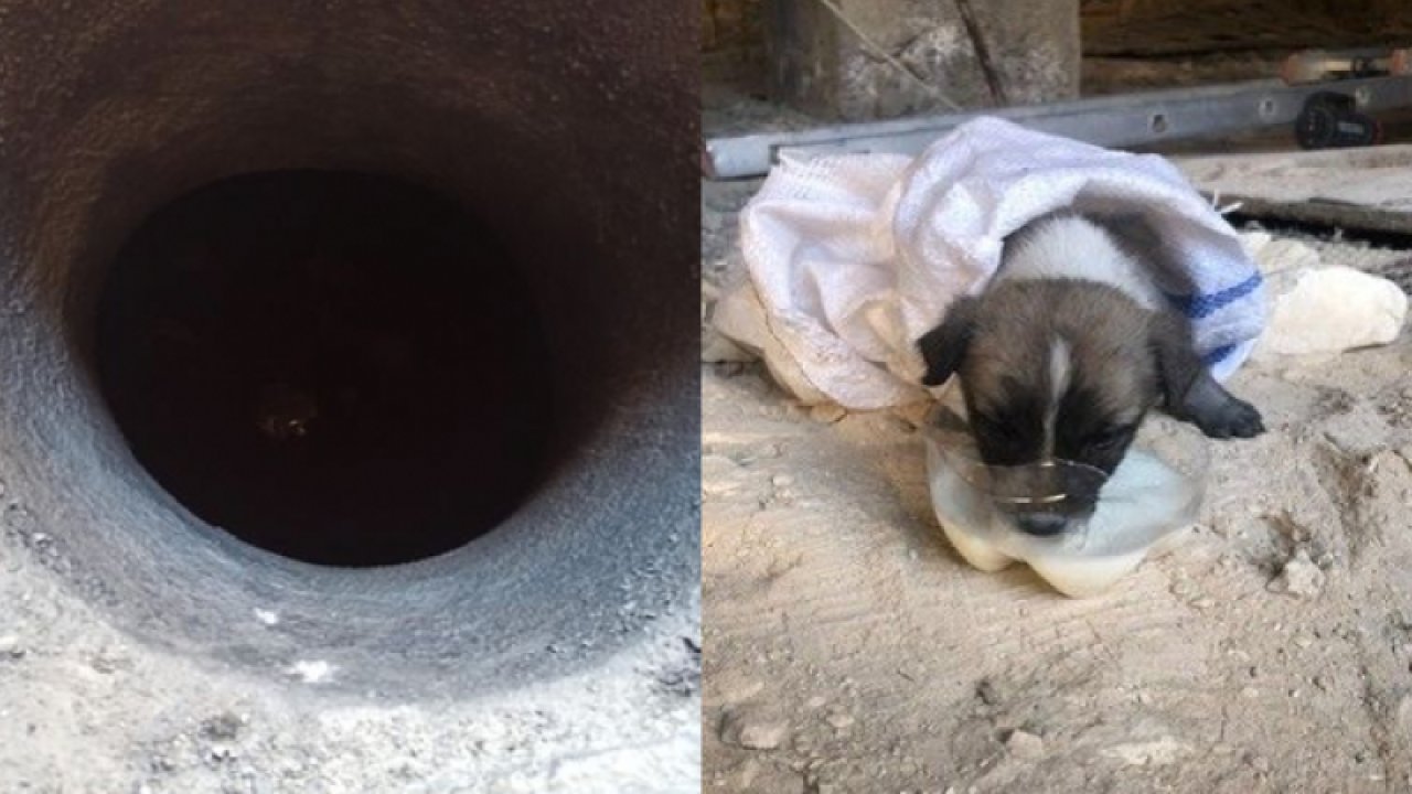 Gaziantep'te kuyuya düşen yavru köpeği itfaiye ekipleri kurtardı