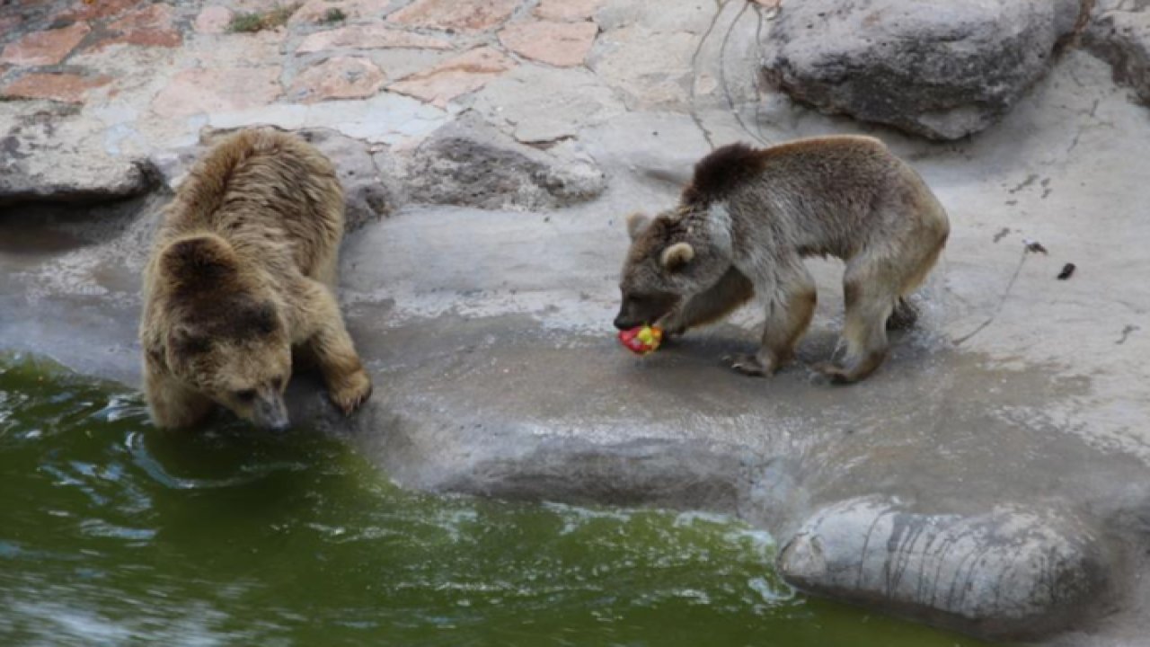 Gaziantep Hayvanat Bahçesi'nde 45 derece sıcaklıkta hayvanlar buzlu kokteylle serinledi... Video Haber