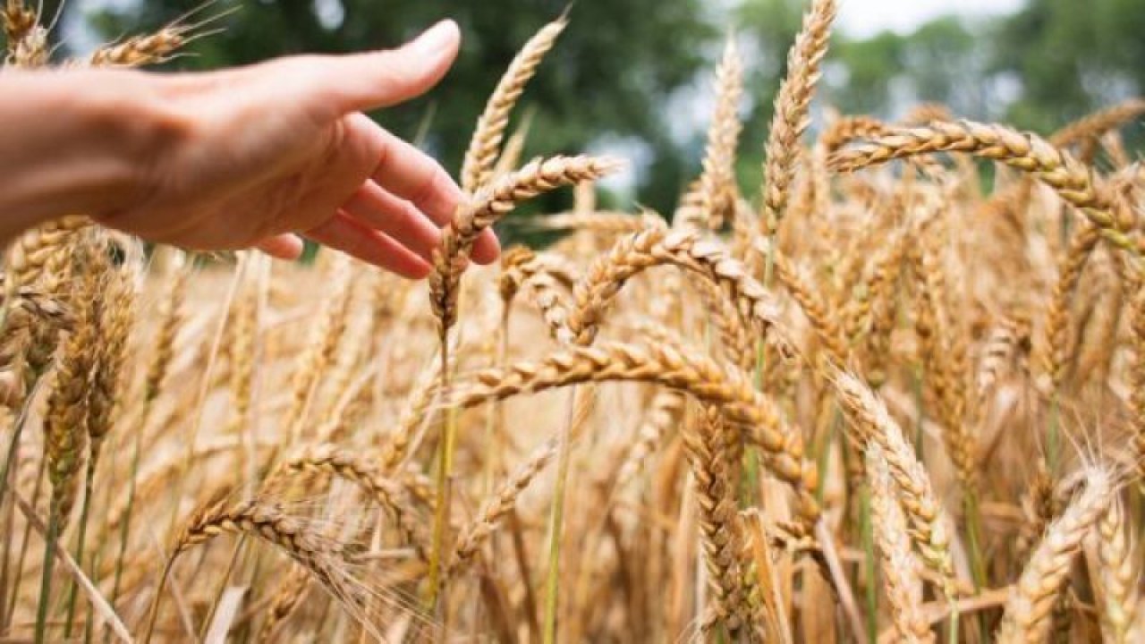 18 Temmuz 2023 Gaziantep Ticaret Odası günlük fiyat listesi: Buğday 8 TL, mısır 5 TL!